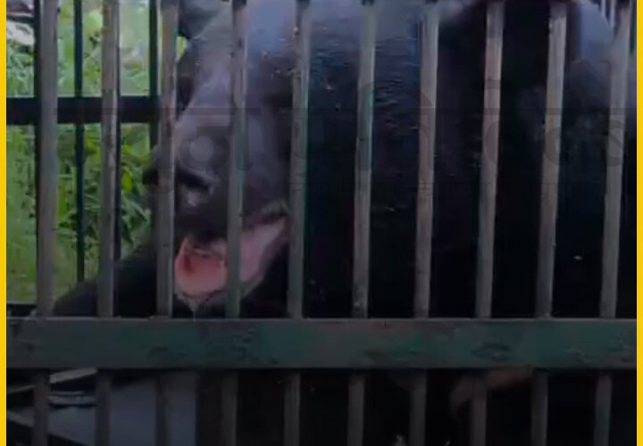 Himalayan Black Bear Safely Captured in Pegong